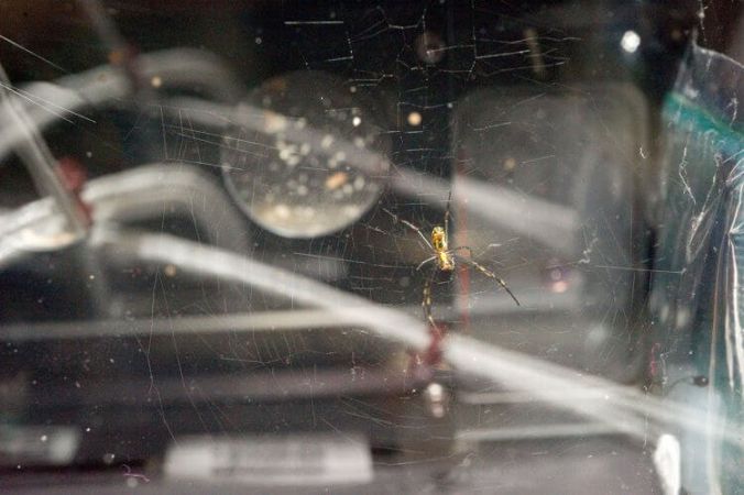 Что происходит с паутиной и пауками в космосе?